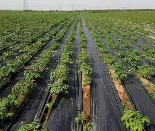 防草布廠